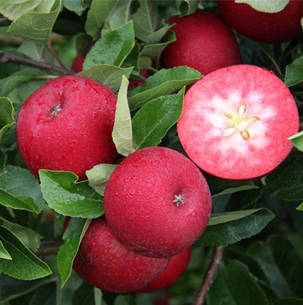 ������ �������: ���������� ������ ���� � ������� ������� � ������� ��������������