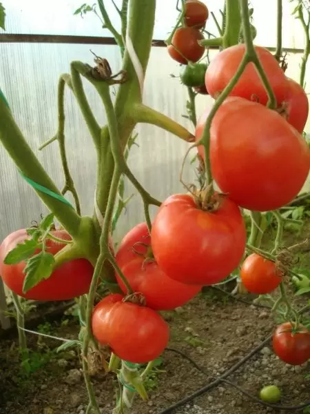 Томат Дед Иван: легендарный сорт с ярким вкусом и надежной урожайностью