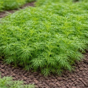 ��� ���������� ������ ������ ������ �� ��� �������� � ������