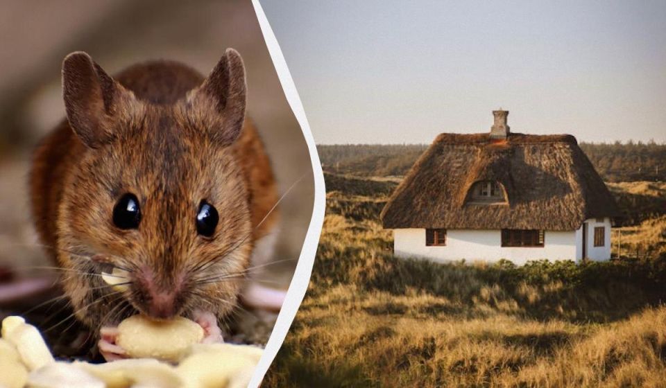 ��� �������� ������������ � ������: ����������� ������� ��� ���