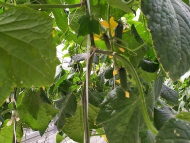 ������� ����������� ��������� ������ ������