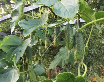 Огурец Ранняя пташка: идеальный выбор для раннего урожая