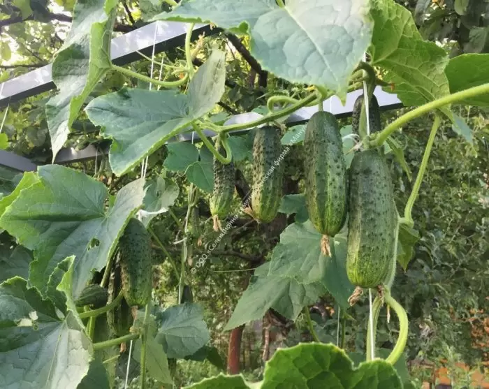 Огурец Ранняя пташка: идеальный выбор для раннего урожая