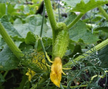 ��� �������� ������ �� �������� �����: ������� ����������� ������