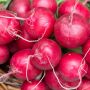 Как получить сладкий и крупный редис: секреты успешного урожая