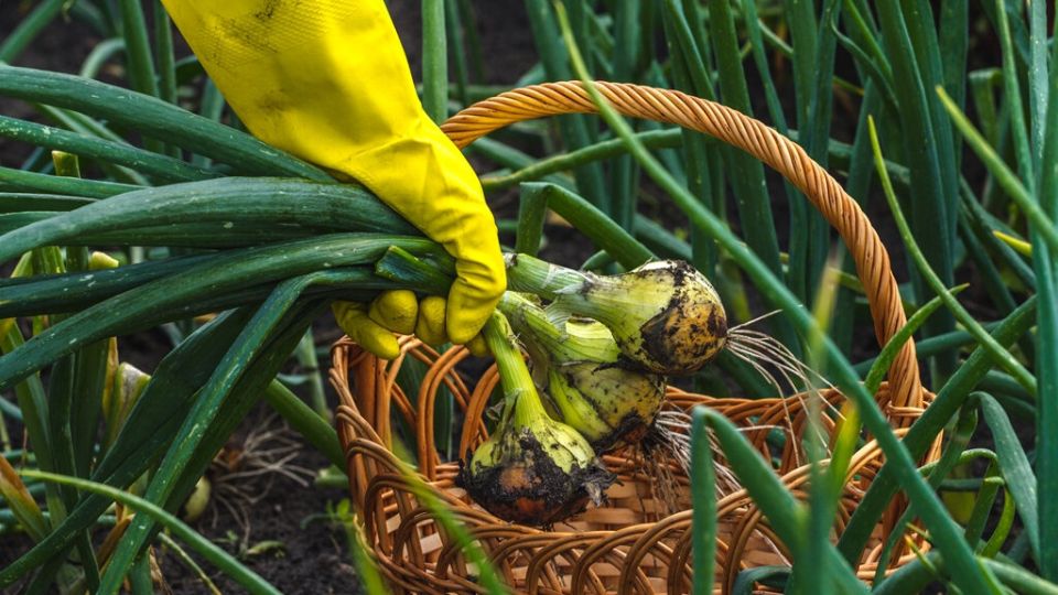 ��� �������� ���������� ������ ����: ������� �������� ���������