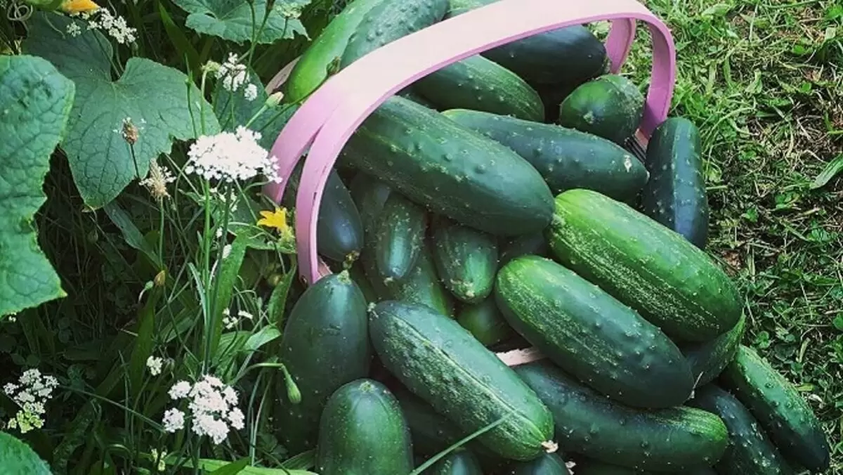 Секреты успешного выращивания огурцов: как добиться богатого урожая