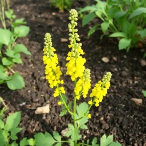 ������� �� ����� �������: 5 ������, ������� �������� �����������