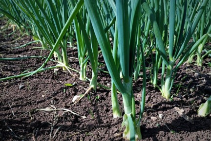 ������� ��������� ����: ����� �� ������� ������?