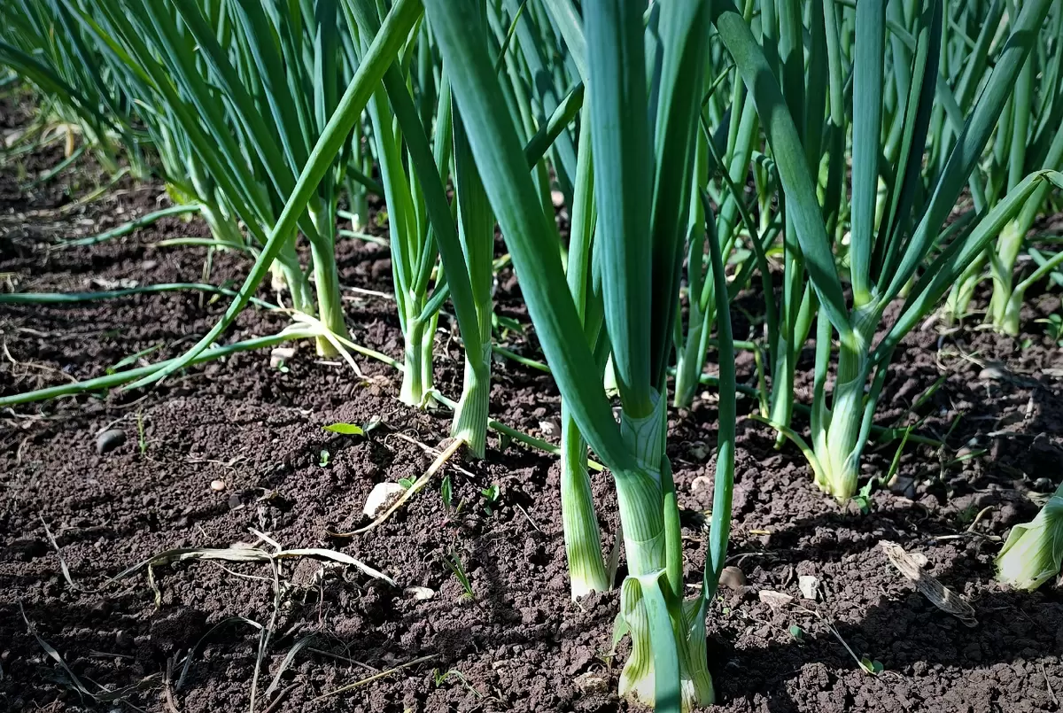 Секреты улучшения лука: стоит ли срезать зелень?