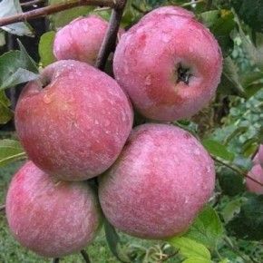 ������ ������: ��������� ������� ���� � ��������������� �������