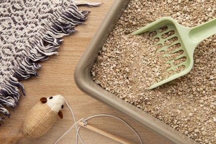 Как сохранить дом чистым: уход за кошками и секреты уборки