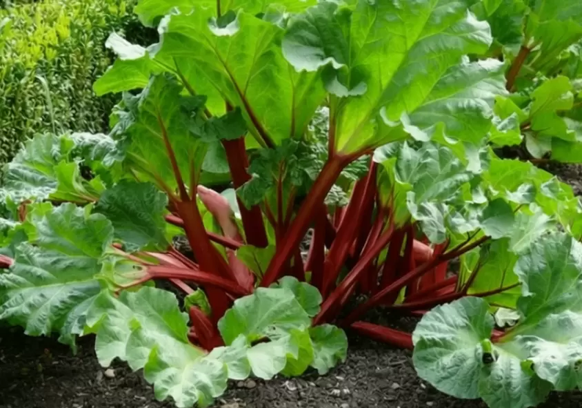 Почему ревень снова в моде: удивительные преимущества для вашего огорода