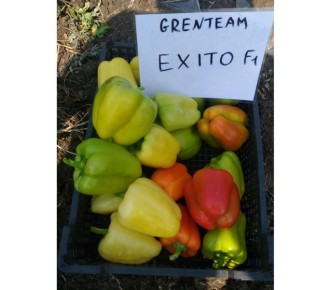 Перец Эксито: превращение в идеальный гурманский выбор