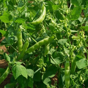 ��� ��������� �����: �� ����� �� ������