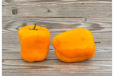 ����� ������ ���������: ��� ��������� ��������� ������