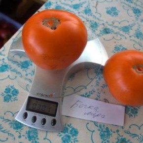 Томат бочка меда: сладость в каждом укусе