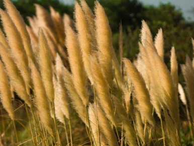 Пампасная трава как выразительный элемент интерьера и сада