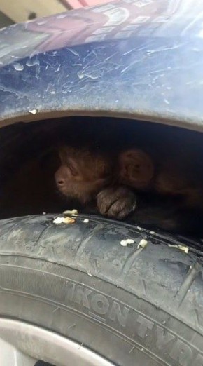 Обезьянку-беглянку ищут в Ставрополе