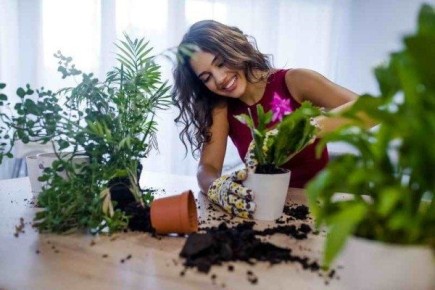 Как избавиться от плесени в горшках с домашними растениями: проверенные способы