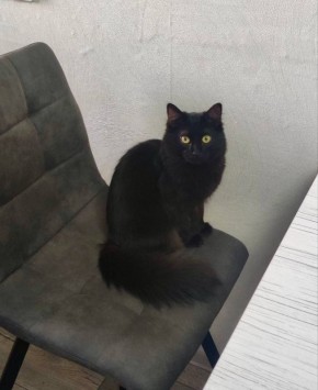 Тук-тук! К вам постучалась сама тьма… и пожелала добрейшего утра!