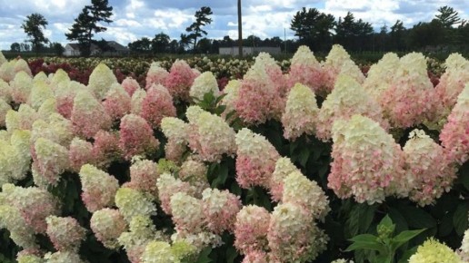 ������ �������� ���������: ������� ������� ������� � �����