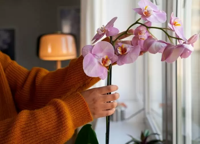 Как правильно пересадить орхидею и сохранить ее красоту