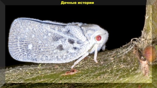 Цикадка на огороде: как защитить свои растения от опасного вредителя