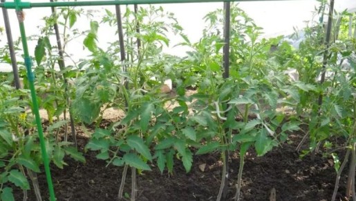 ����������� ����������: ��� ����� ������ ��������� ������������ ������� ������ ���������