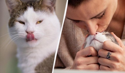 ������ ���� ����� ����� ���: ������� ��������� ���������