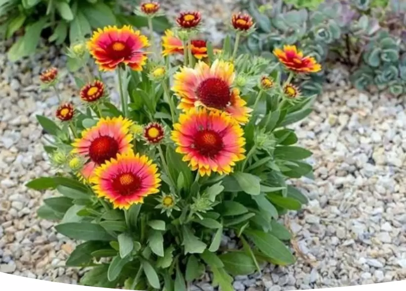 Цветущий ковер вашего сада: гайлардия как выбор для яркости и уюта
