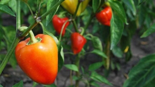 Как вырастить килограммовые плоды сладкого перца по корейской технологии