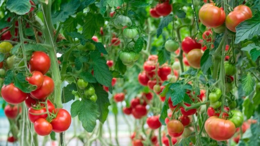 Секреты успеха: как бор помогает томатам давать урожай мечты