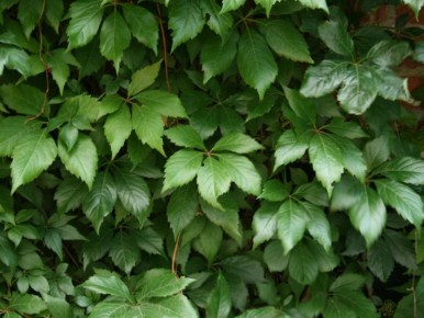 ��� �������������� ����� ��������: ����������� ��������� ��� ���������