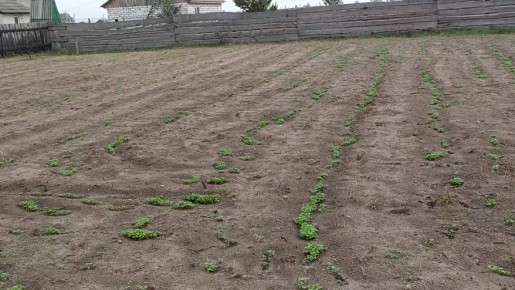 ��� ��������� �������� ����� ��������� ������� �������: ���� �������