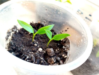 ��� �������� ���� ������: ������� ������ �� ���������