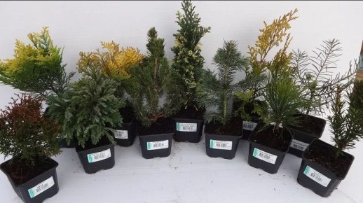 ��� ������� ���� � �������� ������� ��������: ��� ����� ����� ��������