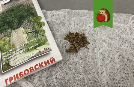 ������� ��������� ��������� ������: ����� ������ ���������� ��������?