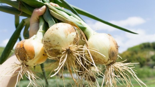 ��� ��������� ������� ��� ��� �����: ��� ����������� ������