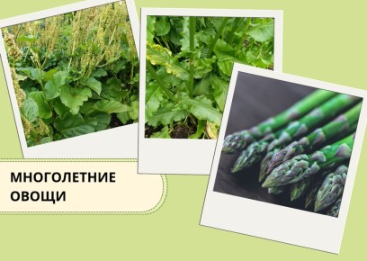 ������� ������������: ������� ��� �������������?