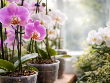 ��� ������� ��������� ������� ��� �������: �������� �������� ������