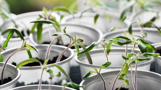 ��� �������� ������ ����� � ��������� �������� ������� �������: ������� ��������� ������