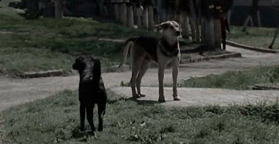 ����������� ����������� �������� ����������� ��� �������������������, ������������� �� ��������� ��������� ������