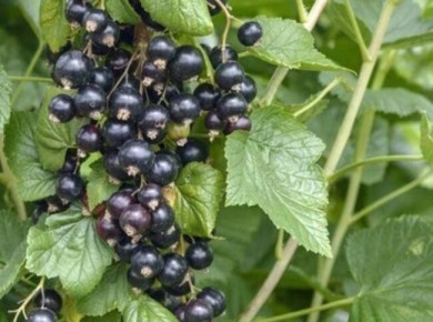 ��������� � ���������: ��� ����� �� ������������ ����� ��������