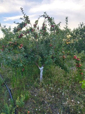 ��� ������� � �������� ����������� ���: ������� � ����������� ������ �����