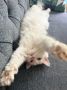 Котик пришел к вам с обнимашками этим утром