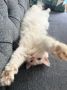Котик пришел к вам с обнимашками этим утром
