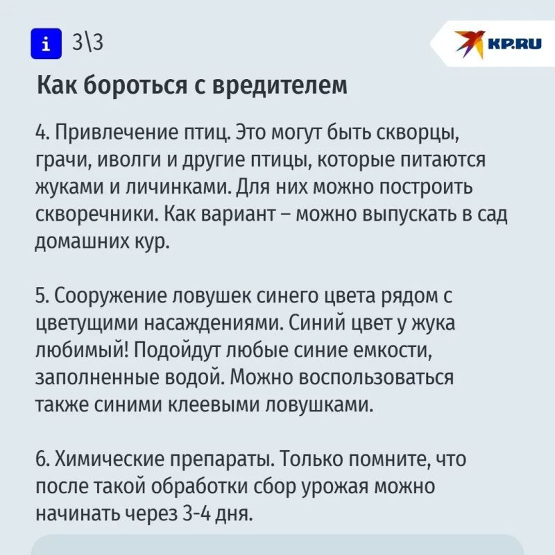 Мохнатая оленка – настоящая напасть для садоводов Мохнатая оленка – настоящая напасть для садоводов