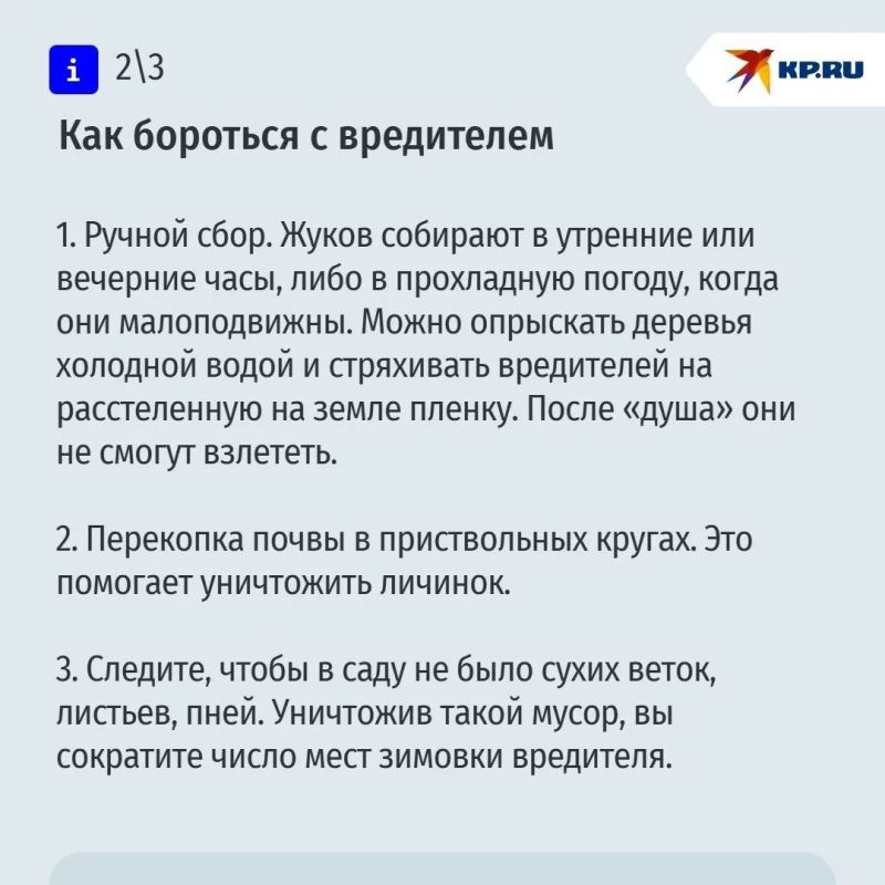 Мохнатая оленка – настоящая напасть для садоводов Мохнатая оленка – настоящая напасть для садоводов