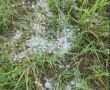 Ставропольские аграрии подсчитывают убытки прошедшей накануне стихии